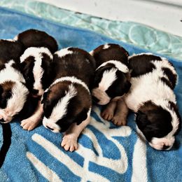 Saint Bernard Puppies from Southern Saints