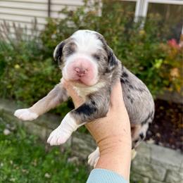 Hickory - Blue merle male Bernedoodle puppy in Midland, Michigan from Northern Charm Farm
