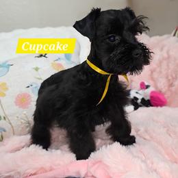 Cupcake - Black female Miniature Schnauzer puppy in San Diego, California from SoCal Beards and Brows