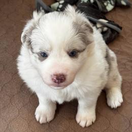 Logan - Lilac merle male Border Collie puppy in Hartsville, South Carolina from Wiggles 4 Life
