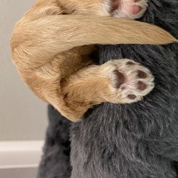 Australian Labradoodle Puppies from Salona Australian Labradoodles