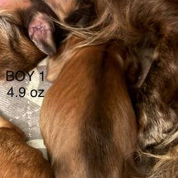 Boy 1 - Sable male Dachshund puppy in Easley, South Carolina from Castle Hill Doxies, LLC