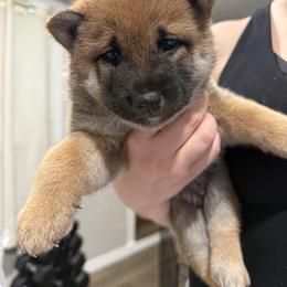 Shiba Inu Puppies from Shiba Co.