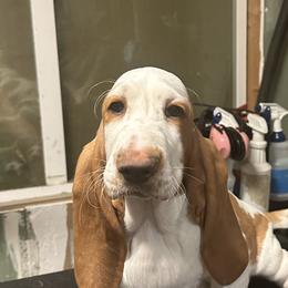 Basset Hounds from Glacier Ridge Basset Hounds