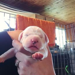 Millie - White female American Bulldog puppy in Abita Springs, Louisiana from Slumski's Bulldogs