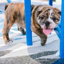 Bulldog Puppies from CARRIE FARRELL