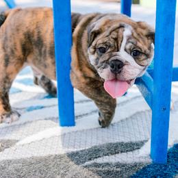 Bulldog Puppies from CARRIE FARRELL