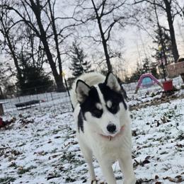 Rebel - Siberian Husky