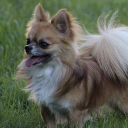 Chihuahuas from Bravura Chihuahuas