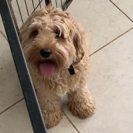 Piper - Cockapoo