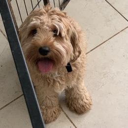 Piper - Cockapoo