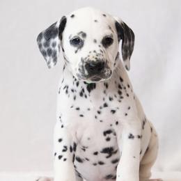 Lime Green - White and black male Dalmatian puppy in Cottage Grove, Oregon from Hidden Hills Dalmatians