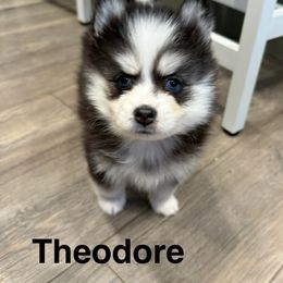 Theodore - Black and white male Pomsky puppy in Scandinavia, Wisconsin from Bonnie’s Little Fluffys