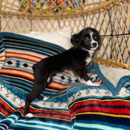 Lola - Black & white female Toy Australian Shepherd puppy in Angleton, Texas from 4LH Australian shepherds