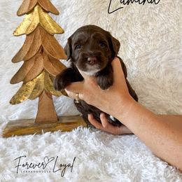 Lumina - Chocolate female Australian Labradoodle puppy in Oregon from Forever Loyal Labradoodles
