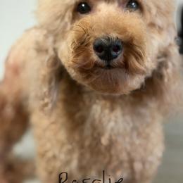 Rosalie - Red  female Poodle puppy in Haines City, Florida from Camic Cockapoos