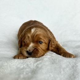 El - Red female Cavapoo puppy in Vineyard, Utah from Pitter Patter Puppies