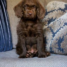 Labradoodle and Labrador Retriever Puppies from Moore than Dogs