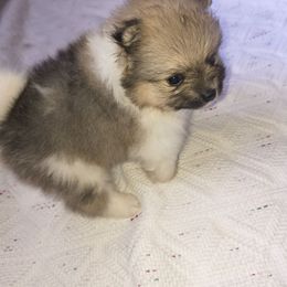 Girl 1 - Chocolate parti female Pomeranian puppy in Tabor City, North Carolina from Southern Palmetto Pomeranians