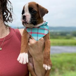Kickin Roosters Rollie (Green Collar) - Fawn male Boxer puppy in Alpine, New York from Kickin Rooster AKC Boxers