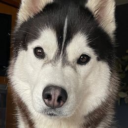 Nikoma - Siberian Husky