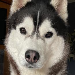 Nikoma - Siberian Husky