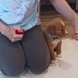 Nova Scotia Duck Tolling Retriever Puppies from Red Hill Tollers