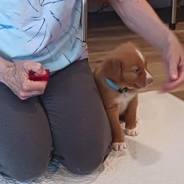 Nova Scotia Duck Tolling Retriever Puppies from Red Hill Tollers