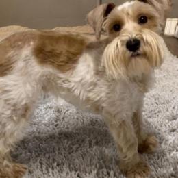 Gypsy - Miniature Schnauzer