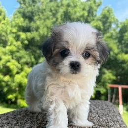 Juliet - Black & white female Maltipoo puppy in Chariton, Iowa from Mia Lucky Home
