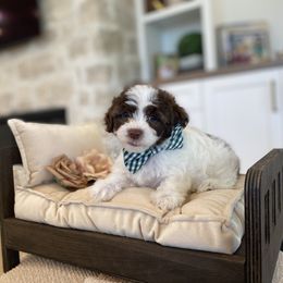 Rolo - Chocolate male Havanese puppy in South Jordan, Utah from Lady Paws Puppies - Cassie