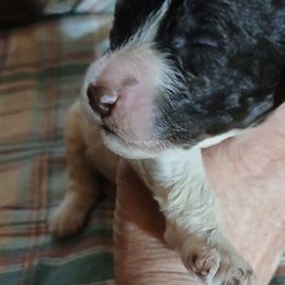 Chief - Chocolate male Labradoodle puppy in Evansville, Indiana from Annie's Doghouse, Doodles and Poodles