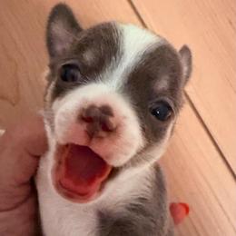 Wisp - Blue and white female Chihuahua puppy in Massachusetts, Massachusetts from Boston Chi Chis