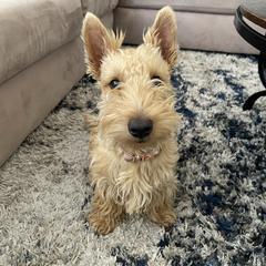 Peachy Hunny - Scottish Terrier