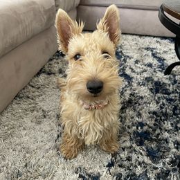 Peachy Hunny - Scottish Terrier