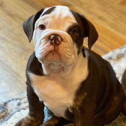 Bulldogs from Rankin Hometown Bullies
