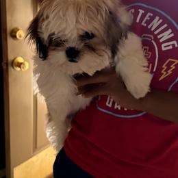 Chanceior Abbey - Tricolor male Shih Tzu puppy in West Helena, Arkansas from Chateau Shih Tzus