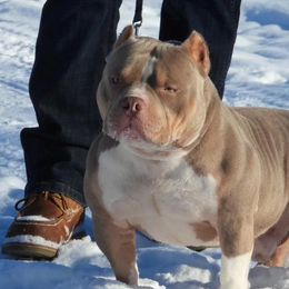 Colson - American Bully