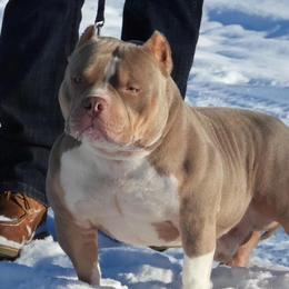 Colson - American Bully