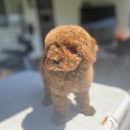 Girl 3 - Red  female Poodle puppy in Riverside, California from Poodles