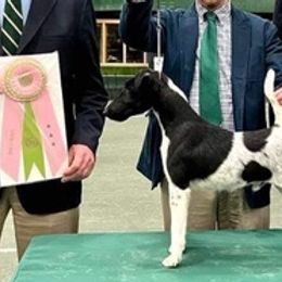 Smooth Fox Terriers and Wire Fox Terriers from Far Echo Fox Terriers
