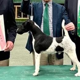 Smooth Fox Terriers and Wire Fox Terriers from Far Echo Fox Terriers
