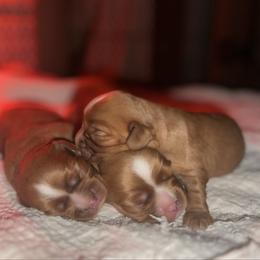 Girl 1 - Ruby female Cavalier King Charles Spaniel puppy in Graysville, Tennessee from Country Goldens and Mountain Top Cavaliers