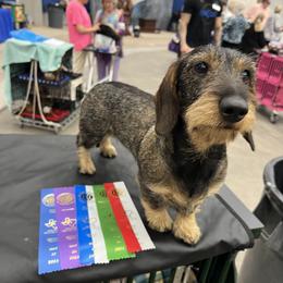 Piper - Dachshund