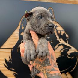 Female 3 - Gray brindle female Cane Corso puppy in Cashion, Oklahoma from APEXOK Cane Corsos LLC