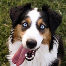 Aussiedoodles, Australian Shepherds, and Goldendoodles from Port City Doodles