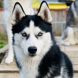 Fate - Siberian Husky