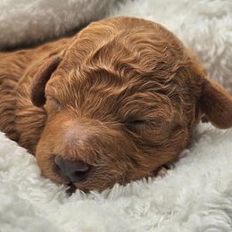 Cinder - Red female Cavapoo puppy in Glendale, Arizona from Cool Cavapoos