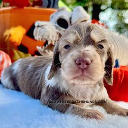 Smores(3800 AKC pet) - Dapple male Dachshund puppy in Augusta, Arkansas from Savvy-Dee's Dachshunds