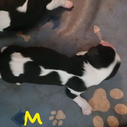 Halfling... aka boy 1 - Tri-color male Cavalier King Charles Spaniel puppy in Albany, Oregon from Hit Parade Cavaliers